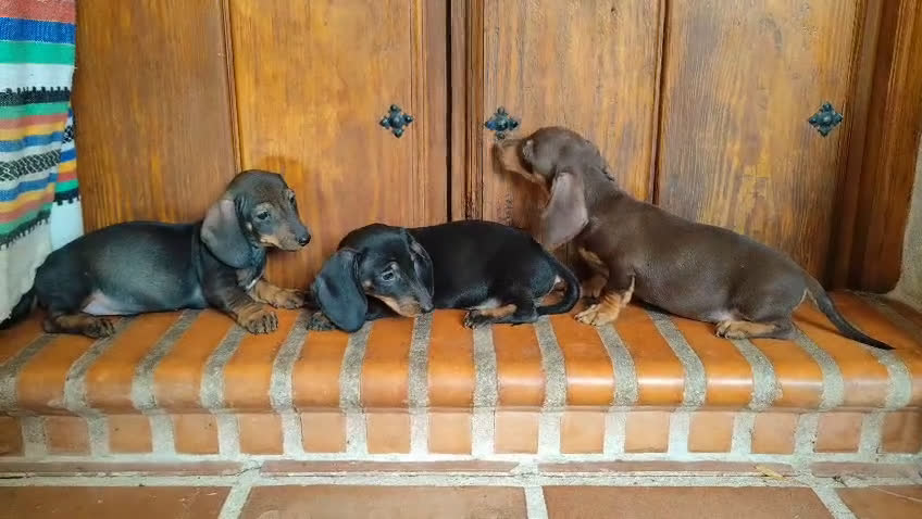 Teckel perros en venta: Tekel - Video 1