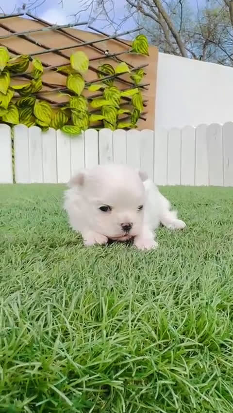 Bichón Maltés perros en venta: BICHON MALTES 100X100 COREANO - Video 2