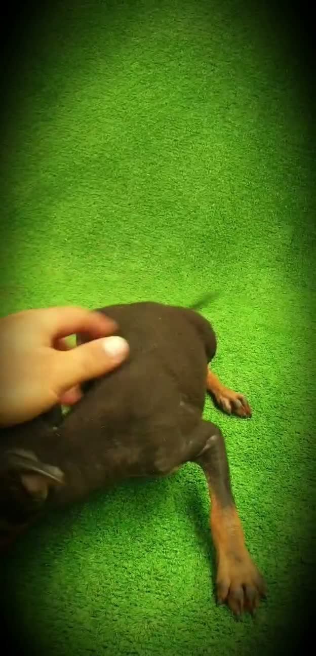 Pinscher Miniatura perros en venta: Pincher Miniatura  - Video 1