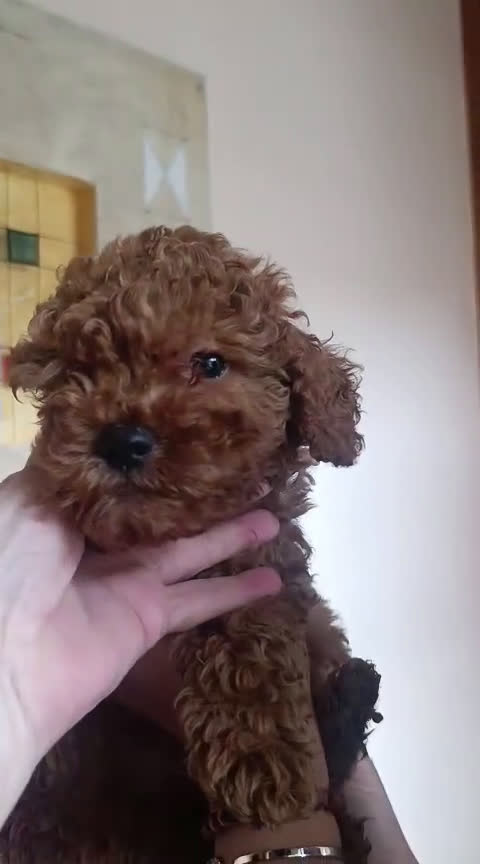 Caniche Toy perros en venta: CANICHES ROJOS EXCLUSIVOS  - Video 1