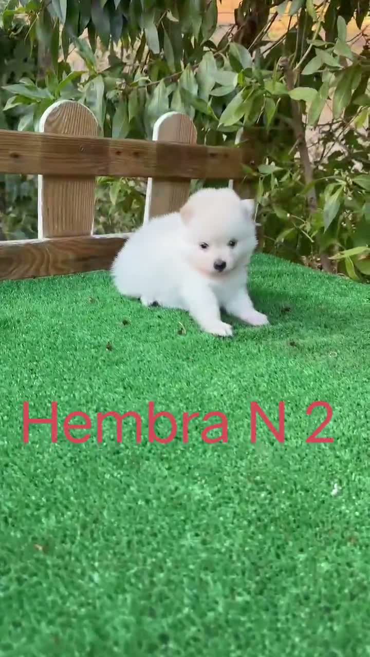 Pomerania perros en venta: Pomerania lulu osito peluditos Toy blancos  - Video 2