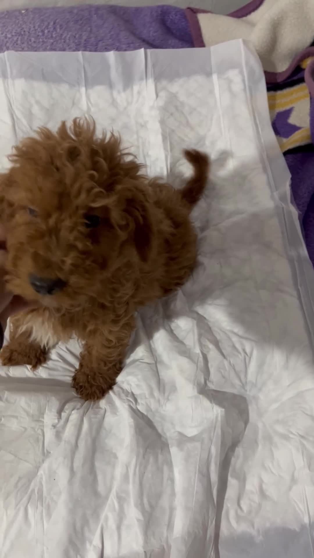 Caniche Enano perros en venta: CANICHES - Video 3