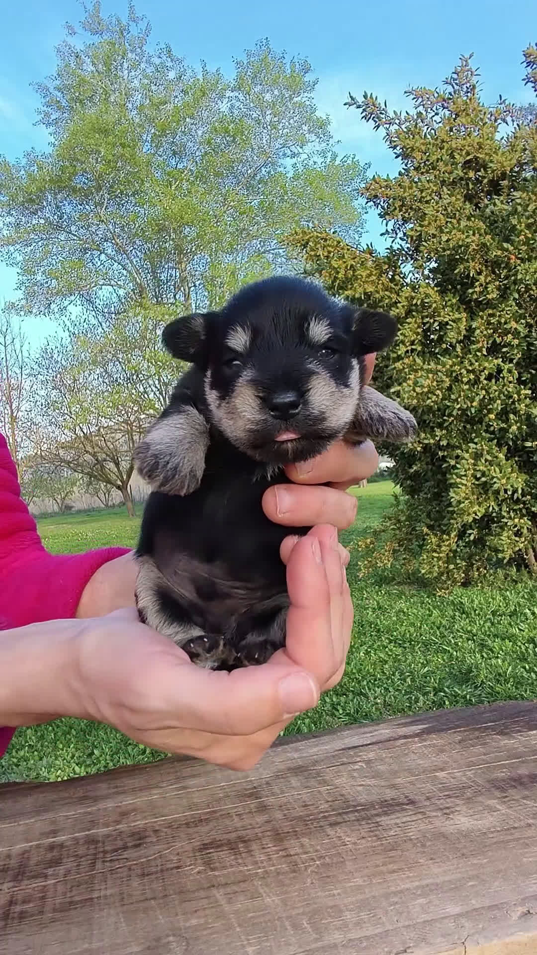 Schnauzer Miniatura perros en venta: Preciosa camada schnauzer mini negro y plata🤗❤️ - Video 2