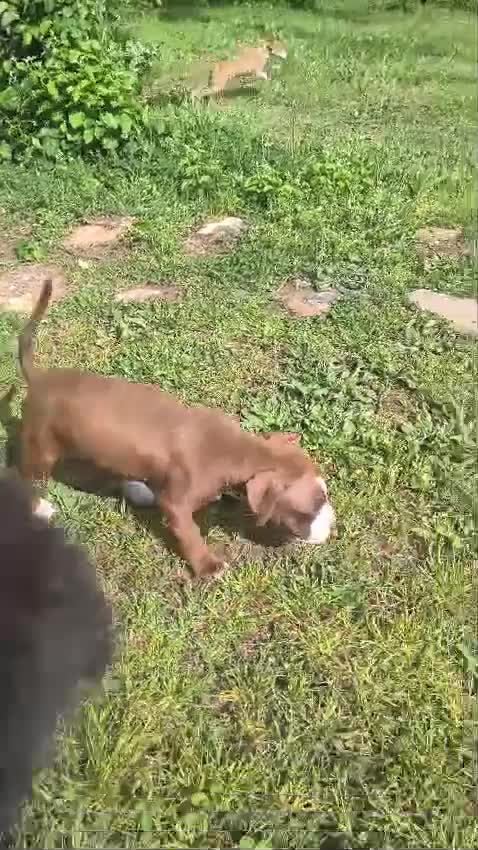 American Staffordshire-Terrier perros en venta: American stanfford terrier - Video 2