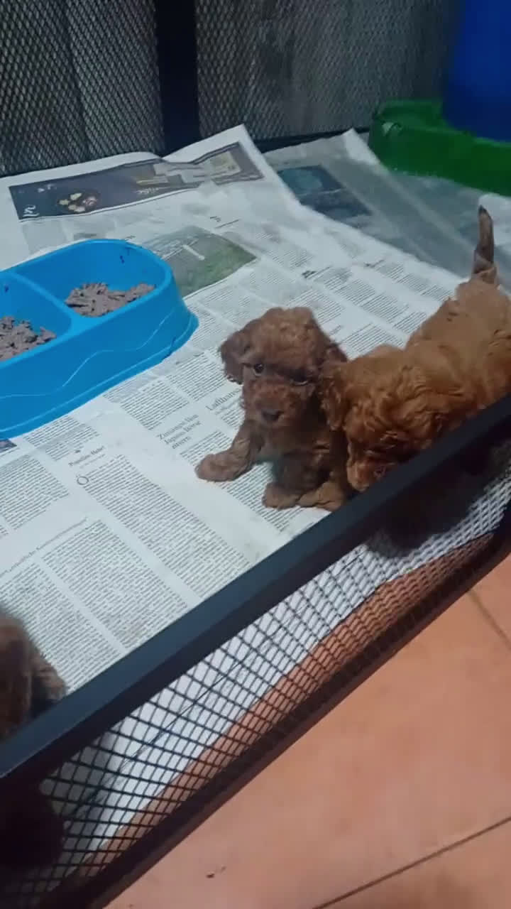 Caniche Toy perros en venta: ‼️‼️CANICHE TOY ROJOS 50% ASIÁTICOS  - Video 1