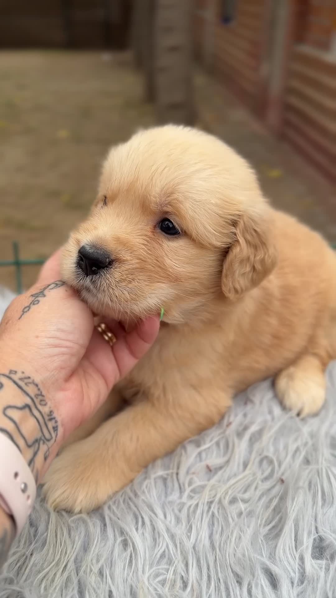 Golden Retriever perros en venta: Golden dorados  - Video 5