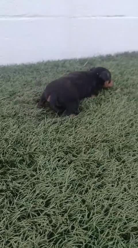 Pinscher Miniatura perros en venta: Cachorros de mini pincher - Video 3