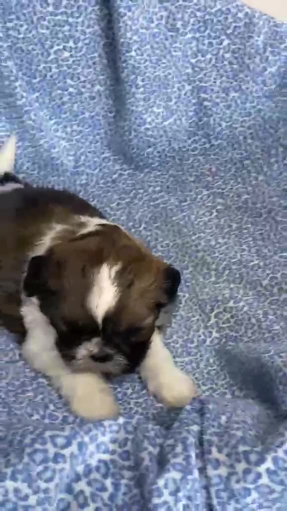 Shih Tzu perros en venta: CACHORRITA DE SHIH TZU - Video 1