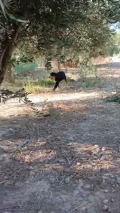 Pastor Australiano perros en venta: PASTOR AUSTRALIANO  - Video 1