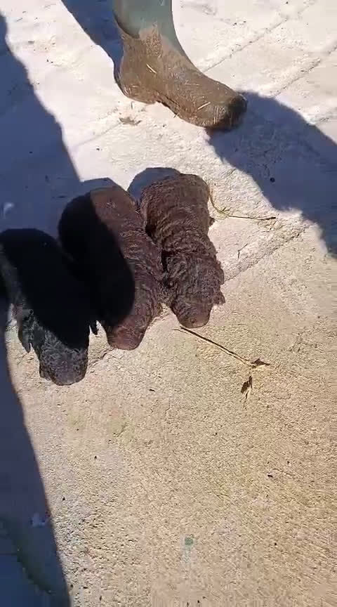 Perro de Agua Español perros en venta: PERRO DE AGUA ESPAÑOL - Video 2