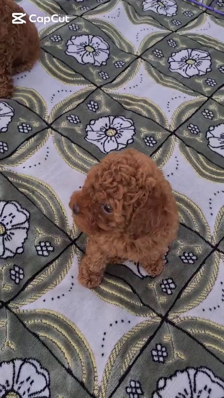 Caniche Toy perros en venta: CANICHES TOY/MINI TOY - Video 1