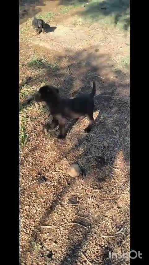Labrador Retriever perros en venta: labrador chocolate  - Video 1