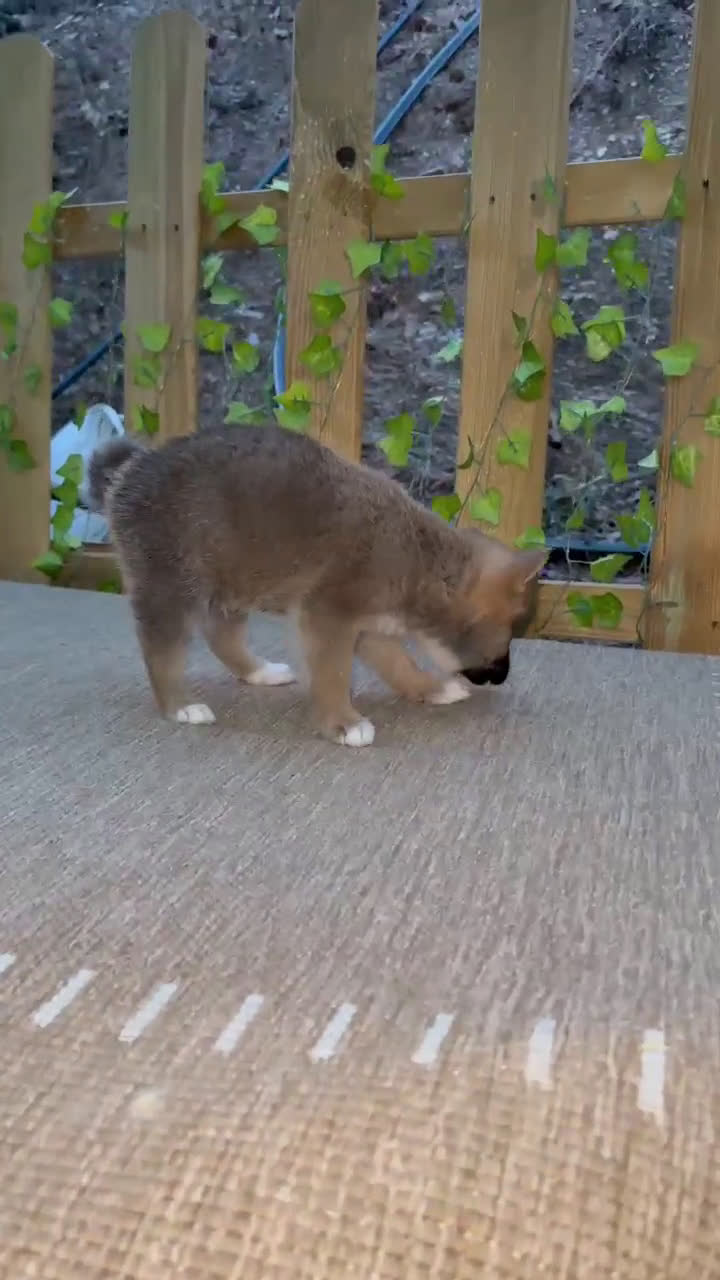 Shiba Inu perros en venta: Shiba Inu espectaculares  - Video 4