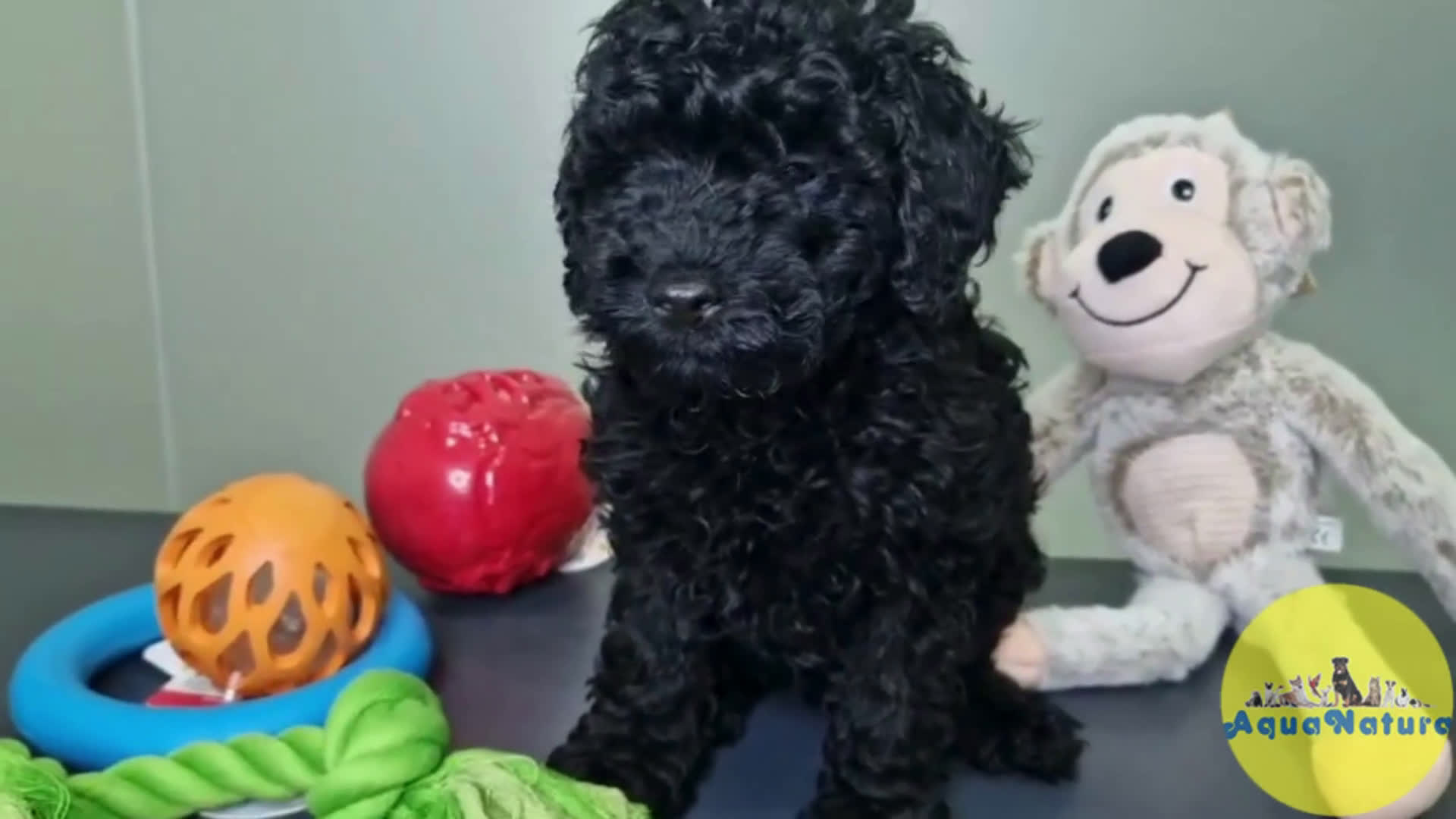 Caniche Enano perros en venta: Caniche Macho CJMM 4807 AQUANATURA - Video 1