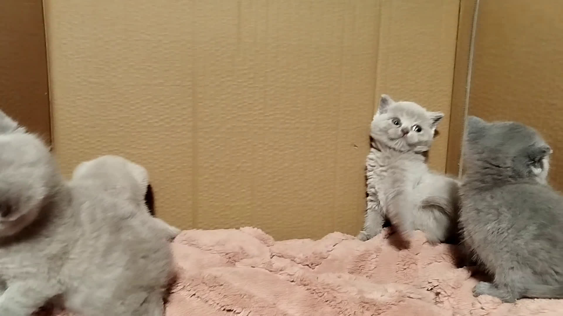 Británico de Pelo Corto gatos en venta: British Shorthair  - Video 1