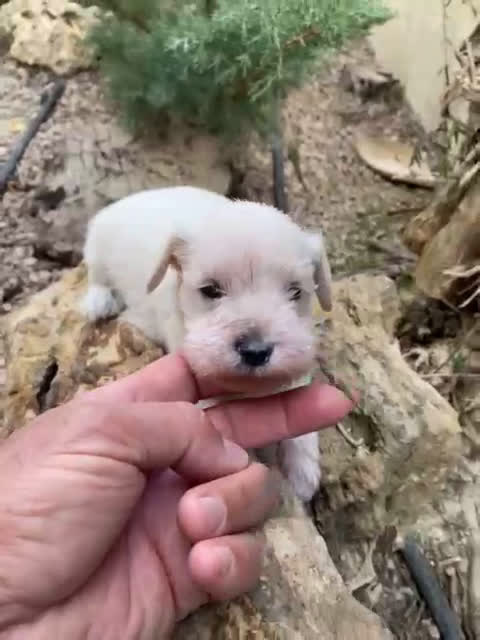 Schnauzer Miniatura perros en venta: Schnauzer blanco mini  en Segovia - Video 1
