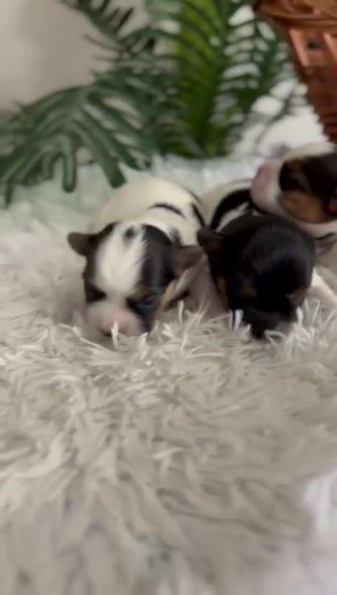 Yorkshire Terrier perros en venta: YORKSHIRE BIEWER HEMBRAS - Video 1