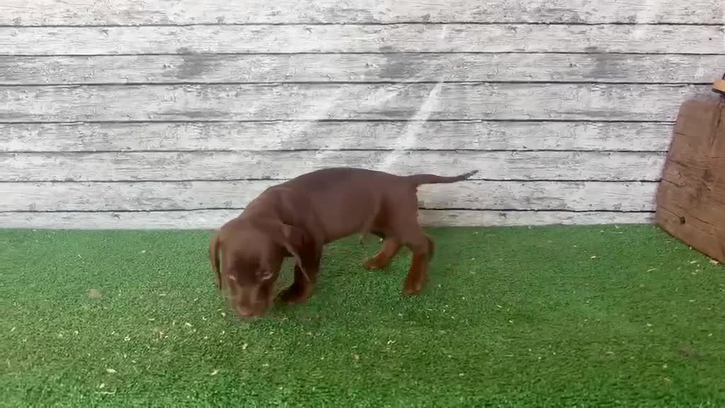 Teckel Miniatura perros en venta: Teckel kanichen macho y hembras  - Video 4