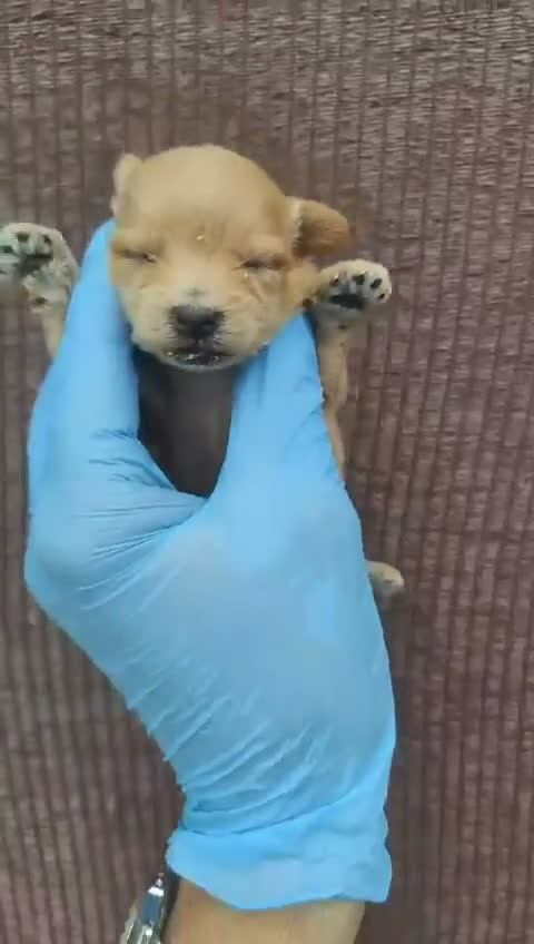 Maltipoo perros en venta: Maltipoo - Video 4