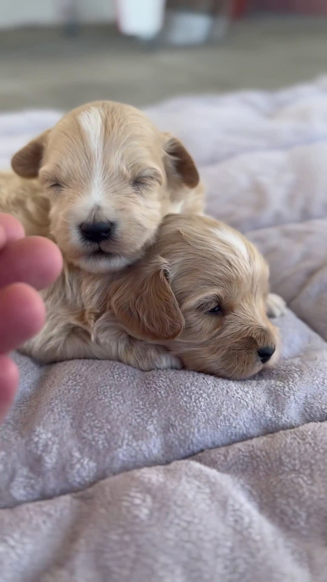 Maltipoo perros en venta: 🐾 Kepi y Harry – Maltipoo color crema ☁️ - Video 1