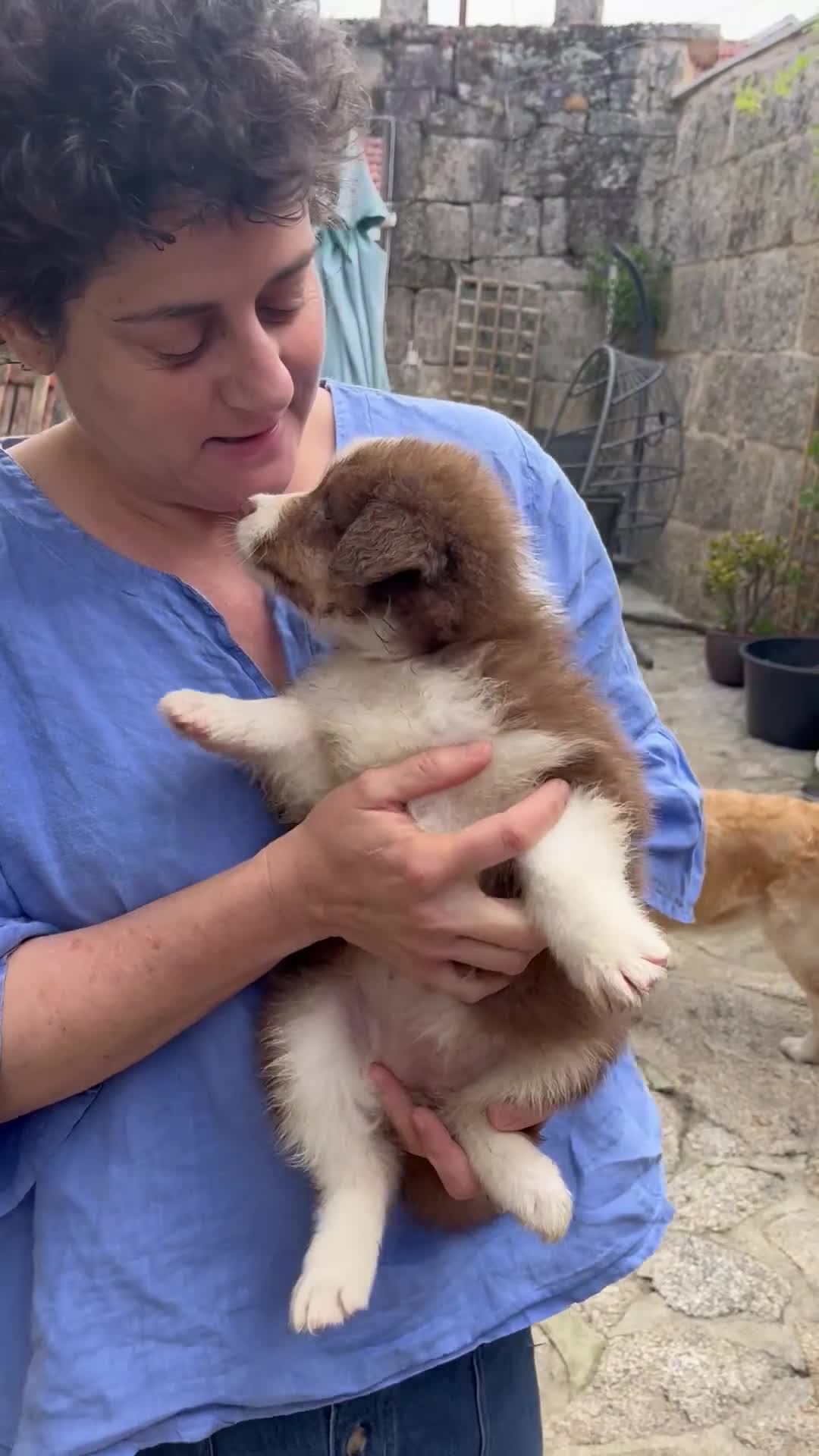 Pastor Australiano perros en venta: Maravillosa camada de Pastor australiano. - Video 4