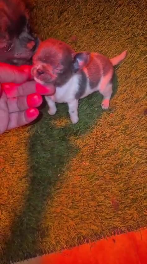 Chihuahua perros en venta: Chihuahua Toy hembra  - Video 2