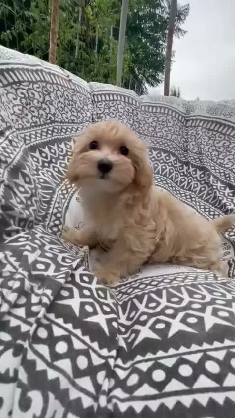 Maltipoo perros en venta: Maltipoo Hembra Disponible lista para entregar !! - Video 1