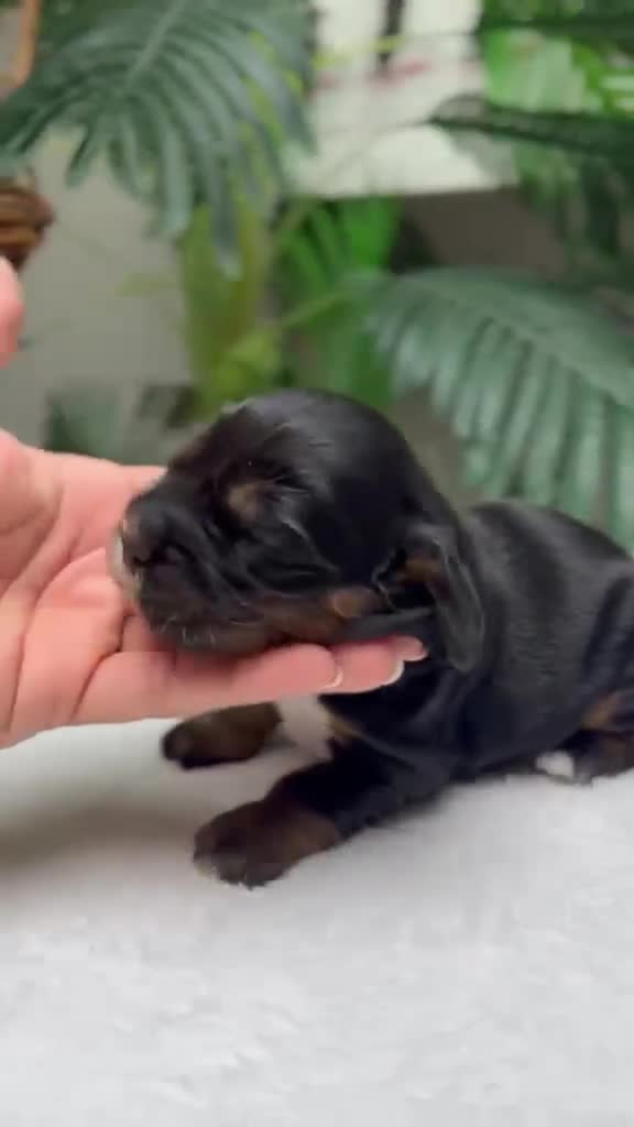 Cocker Spaniel Inglés perros en venta: COCKER SPANIEL INGLES - Video 3