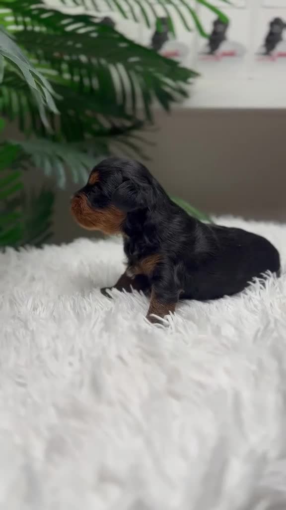 Maltipoo perros en venta: MALTIPOO  - Video 1