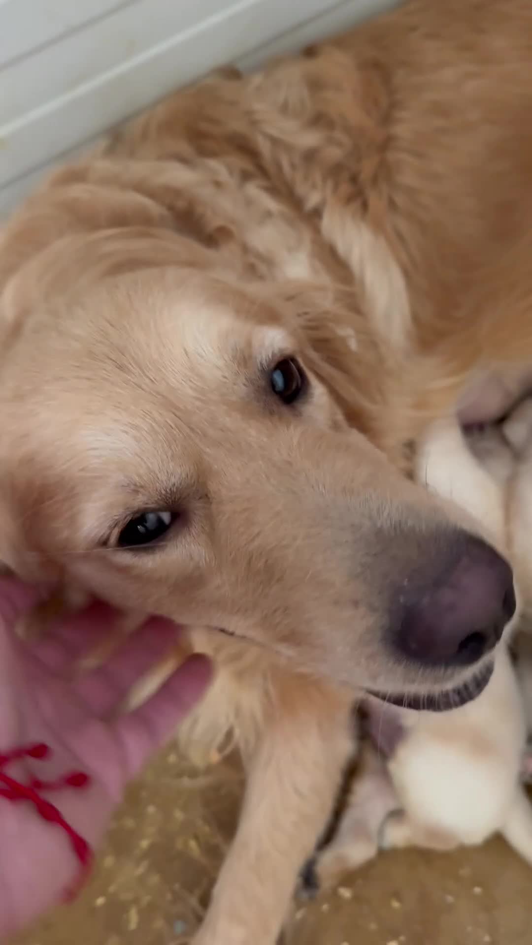 Golden Retriever perros en venta: golden retriever  - Video 1