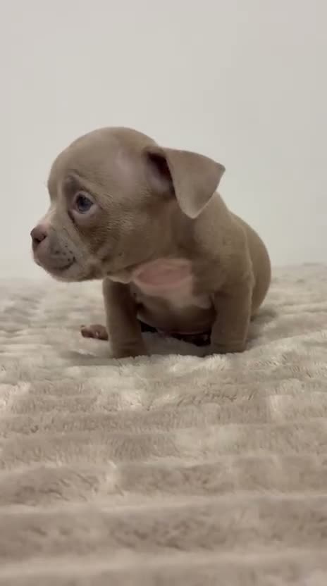 American Bully perros en venta: American bully - Video 1