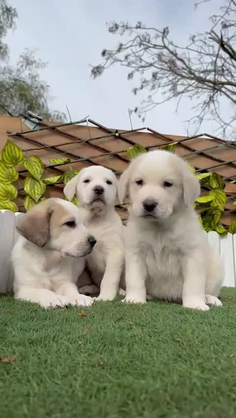 Mastín Español perros en venta: MASTIN MACHO  - Video 2