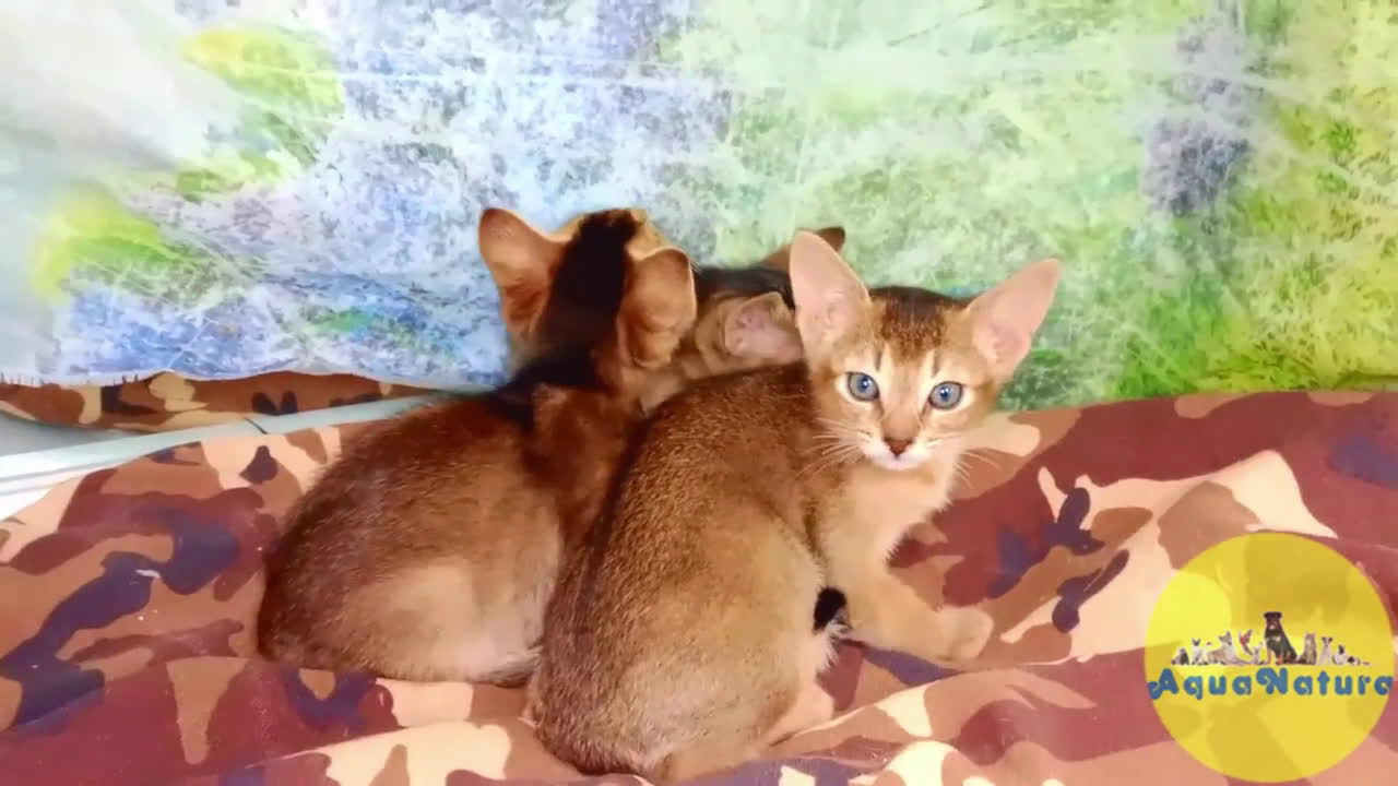 Abisinio gatos en venta: Abisinio Macho de Santa 4179 - AQUANATURA en Barcelona - Video 1