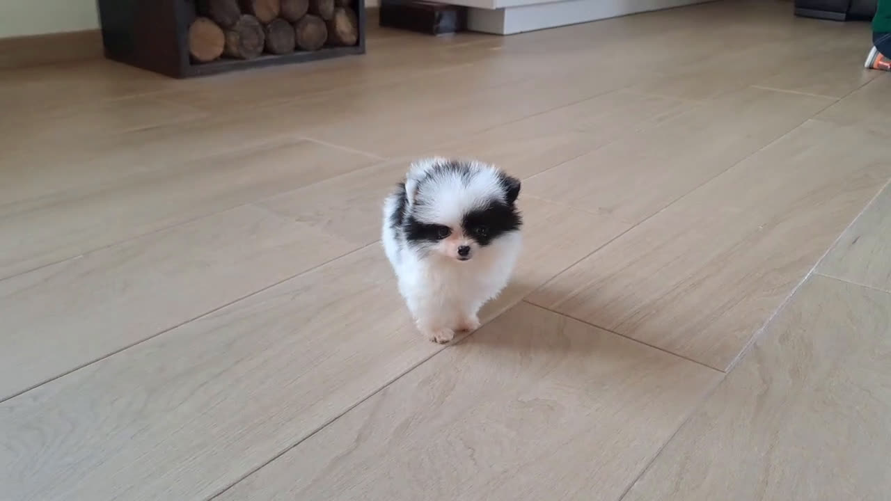 Pomerania perros en venta: Lulu de Pomerania Micro Toy  - Video 1