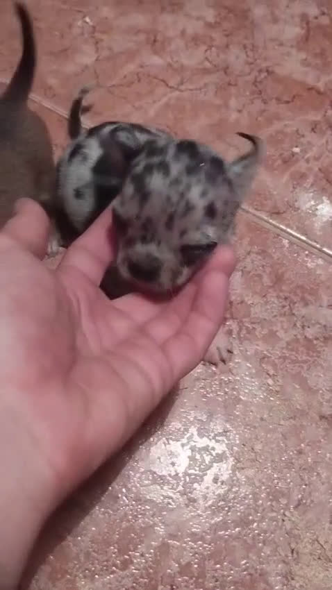 Chihuahua perros en venta: Hembra merle toys  - Video 2