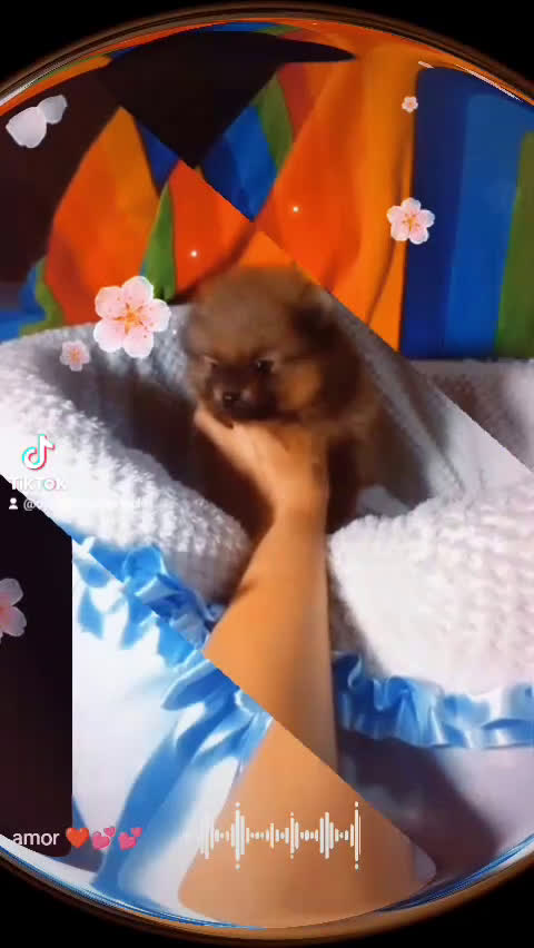 Pomerania perros en venta: Precioso pomerania ositos ✨🐾🐾 - Video 1