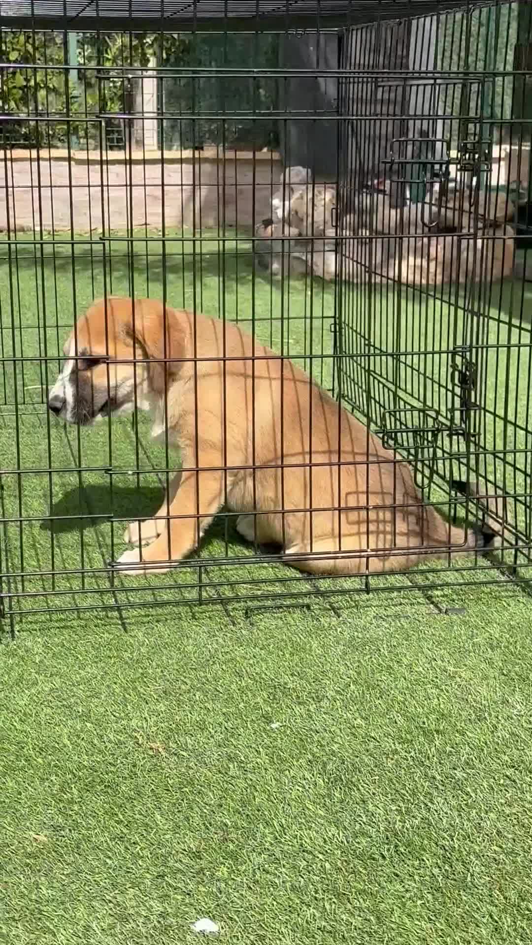 Pastor de Asia Central perros en venta: Hembra de Alabai  - Video 2