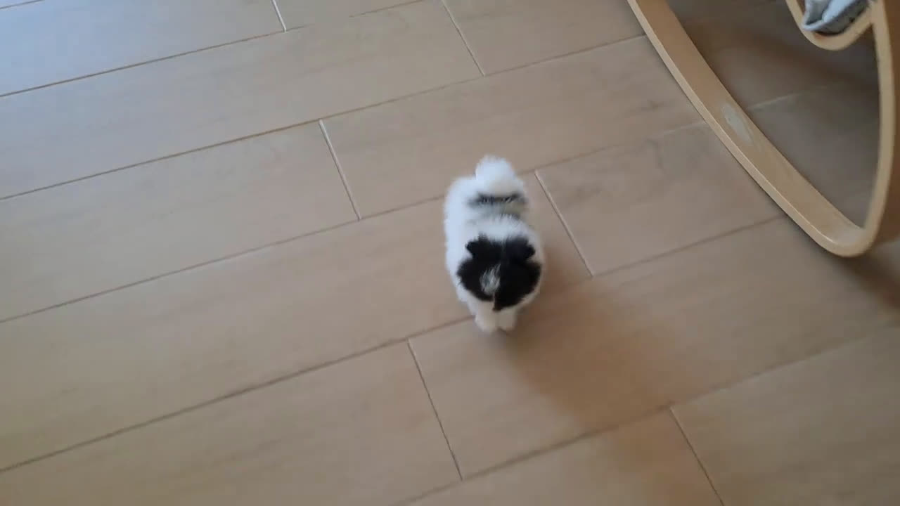 Pomerania perros en venta: Cachorrita Lulu de Pomerania  - Video 1