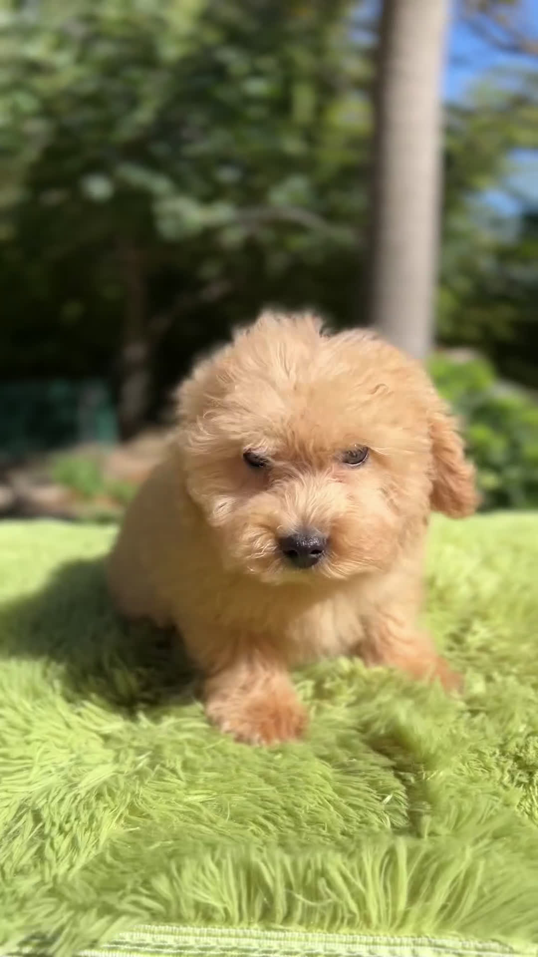 Maltipoo perros en venta: Maltipoo Apricot  - Video 1
