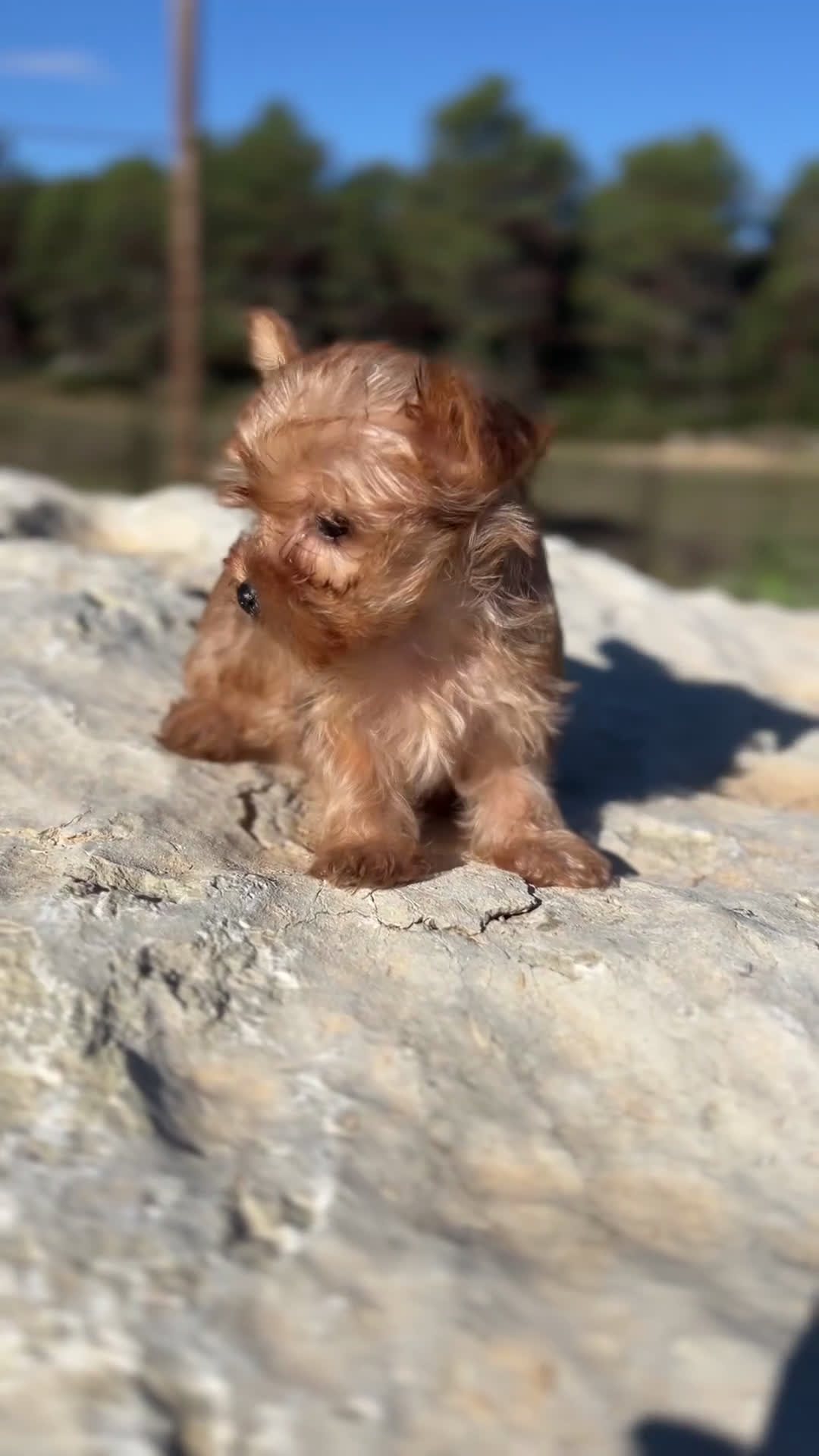 Yorkshire Terrier perros en venta: Yorkshire minitoy rubia  - Video 1