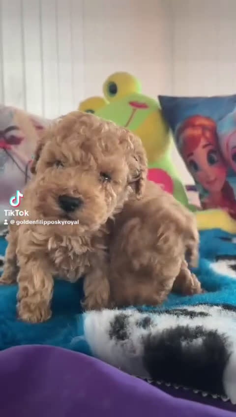 Caniche Toy perros en venta: Caniches toy  - Video 1