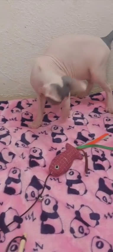 Sphynx gatos en venta: Preciosa camada lista para entregar  - Video 1