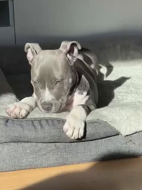 American Staffordshire-Terrier perros en venta: American Stanford, nueva Camada - Video 1