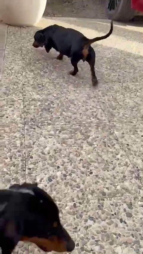 Teckel Miniatura perros en venta: Teckel miniatura  - Video 1