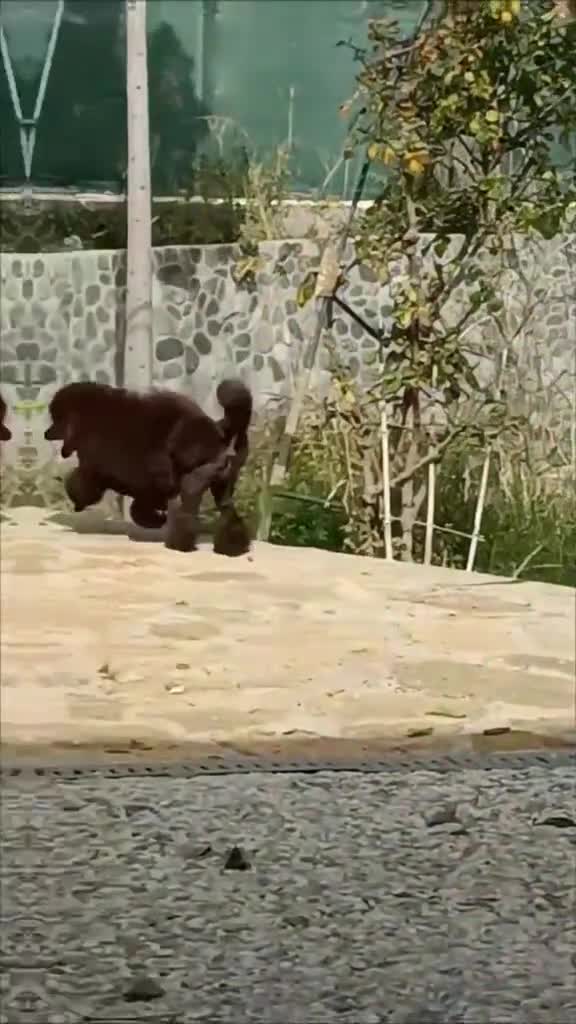 Caniche Toy perros en venta: Caniche Toy ¡Últimos cachorros disponibles! - Video 1