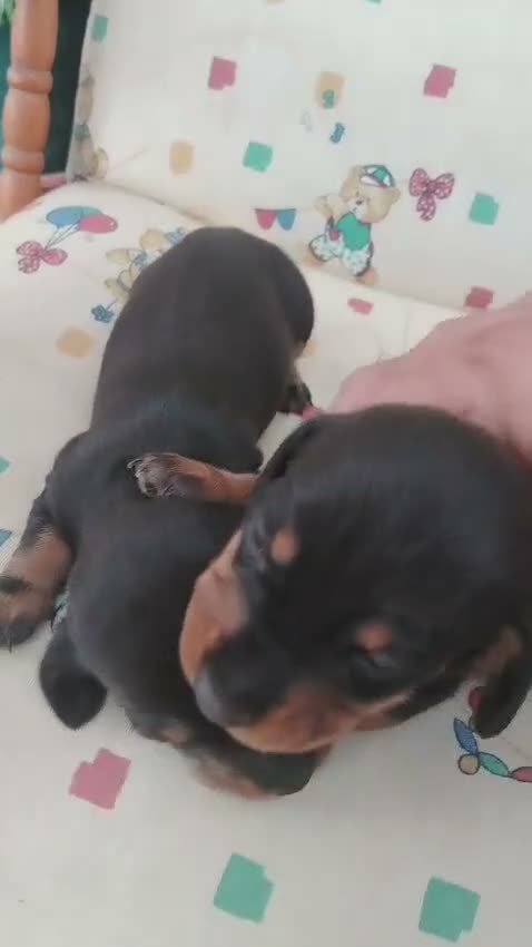 Teckel Miniatura perros en venta: Teckel miniatura - Video 2