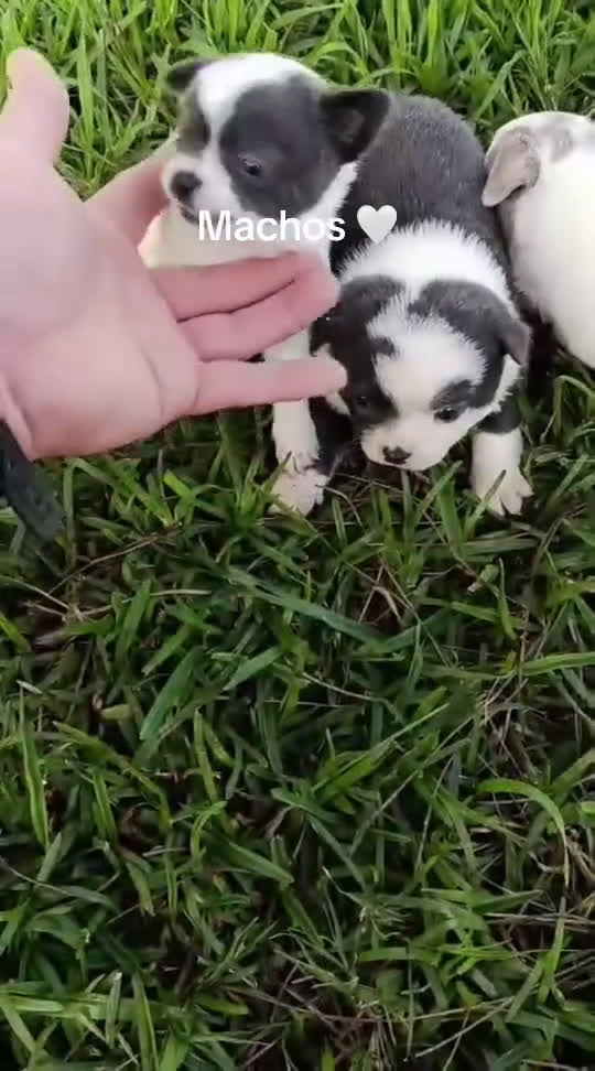 Chihuahua perros en venta: Chihuhuas machos - Video 1