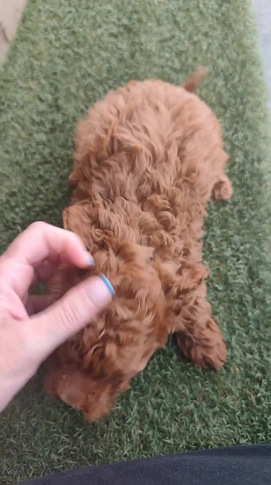 Caniche Toy perros en venta: DIAPONIBLE MACHO TOY ❤️ en Madrid - Video 1