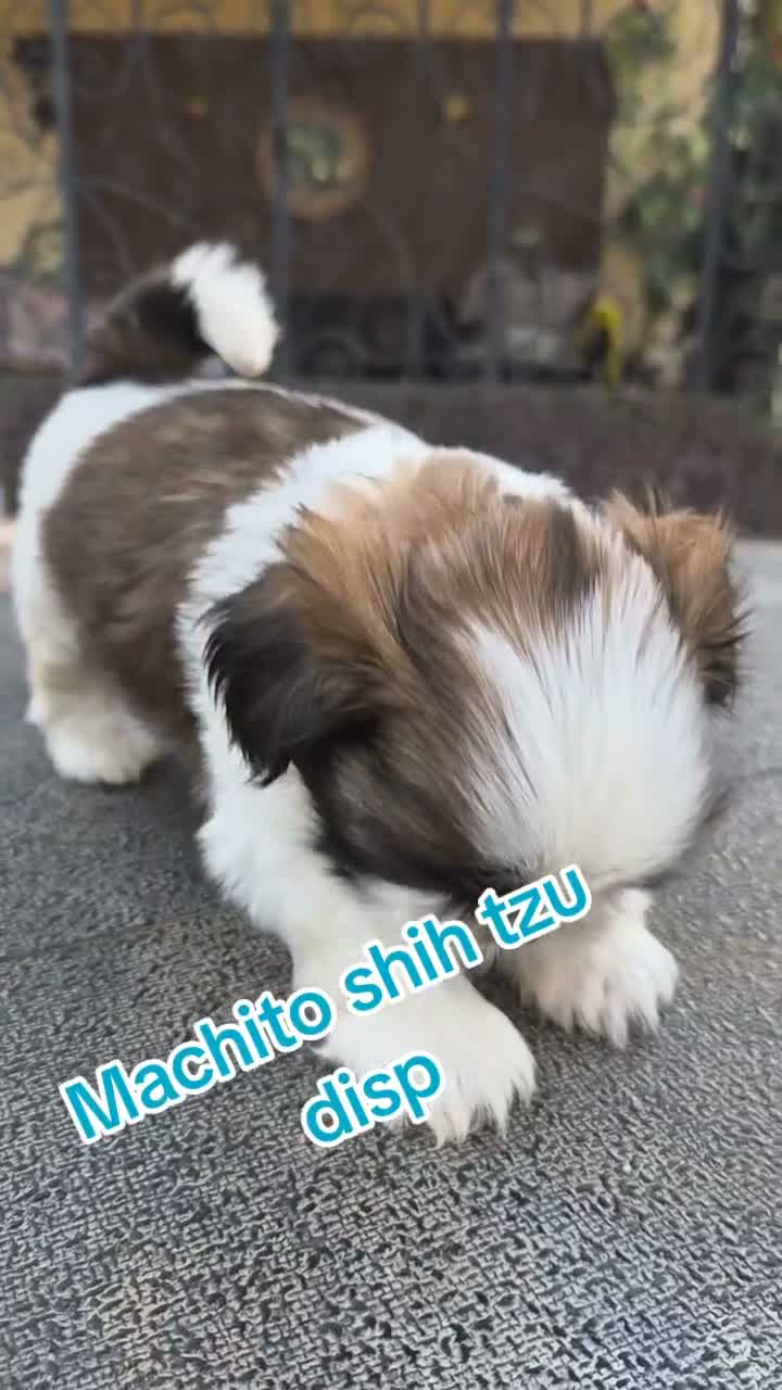 Shih Tzu perros en venta: Machitos shih tzus - Video 1