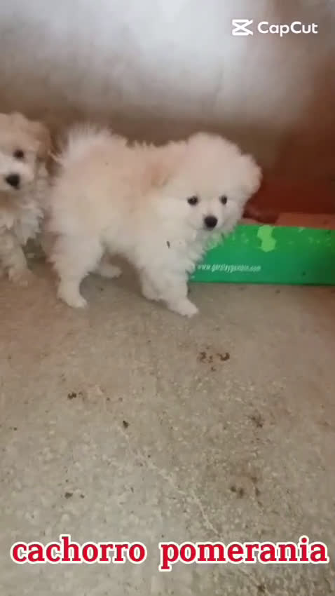 Pomerania perros en venta: OFERTA MACHITO POMERANIA - Video 2